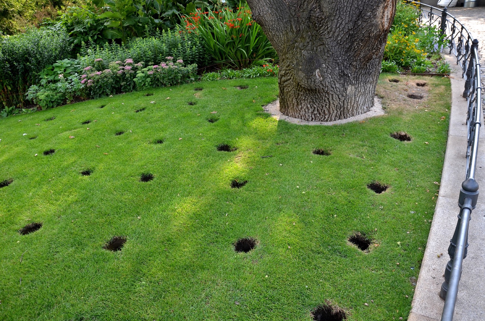 under crown of old oak in front of the perennial bed, several circular holes are drilled in lawn soil these are aeration and drainage hole will be filled with gravel and substrate, roots do not breath