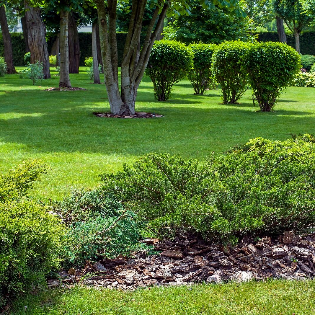 evergreen thuja bush with tree bark mulching in a park with green lawn and trees in the background, garden bed landscaping on a sunny summer day, nobody.